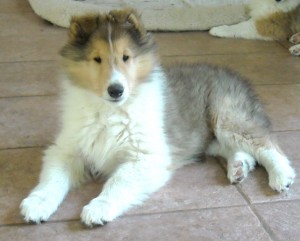 Del Lan pup Victor 9 weeks