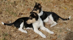 Grace and Dash 10 05 2011
