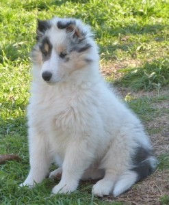 Harlow nine wks