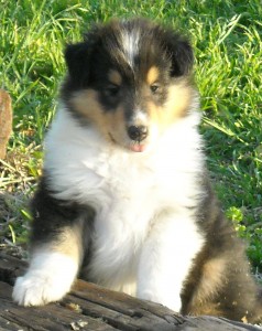 Peb pup Pokeymon at 6 wks