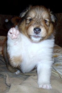 Quill hi 5