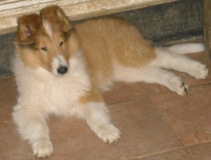 Peb Dylan pup Ripley 10 weeks