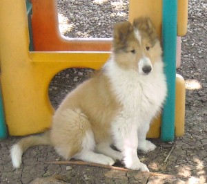 Peb dlyan pup ripley 10 wks