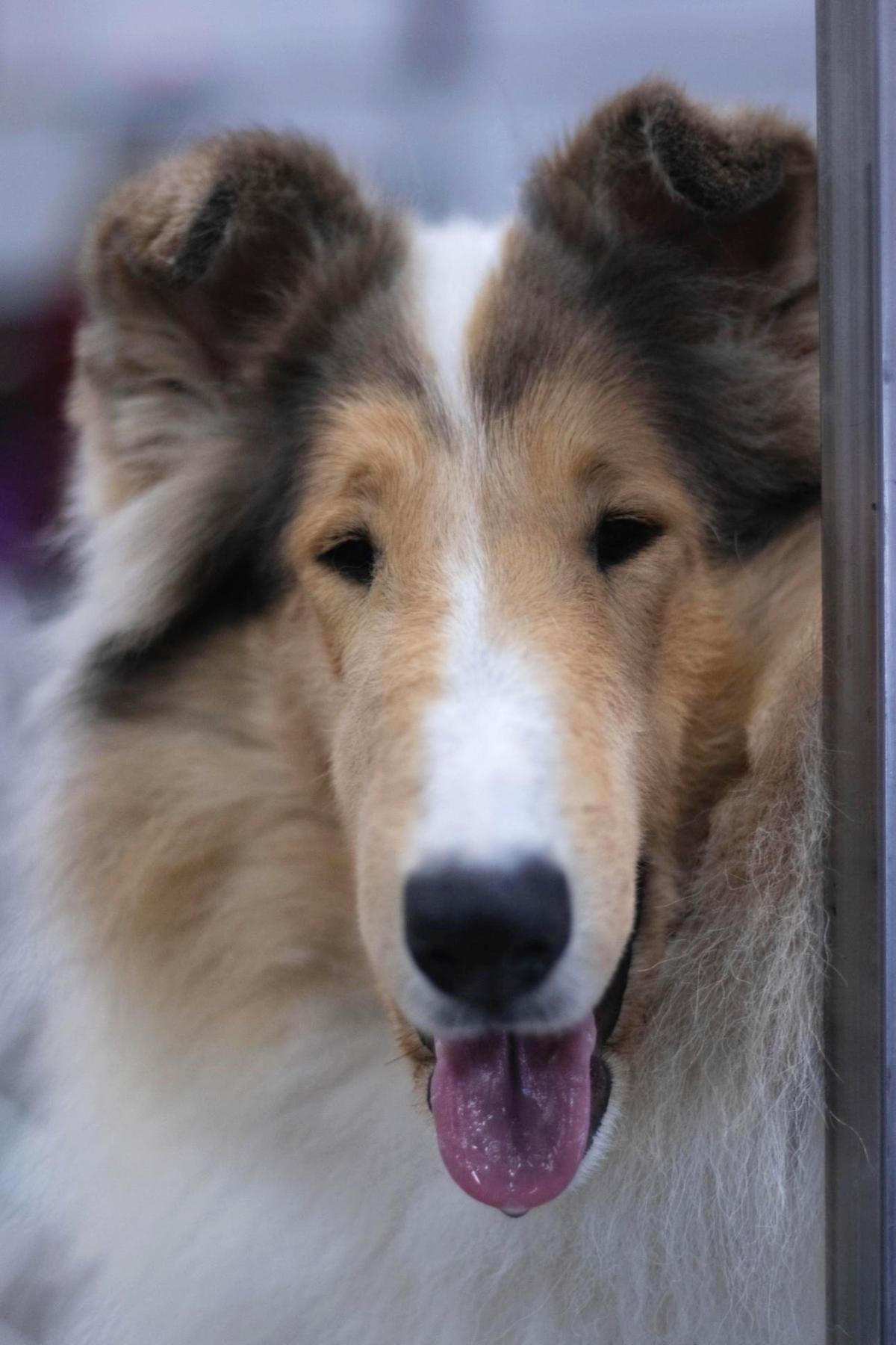 Amber Tairis Collies